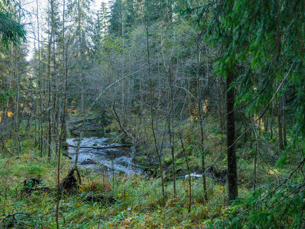 wilde bos rivierbeek in de herfst bos bedekt met oude boomstammen en groen gras - Foto, afbeelding