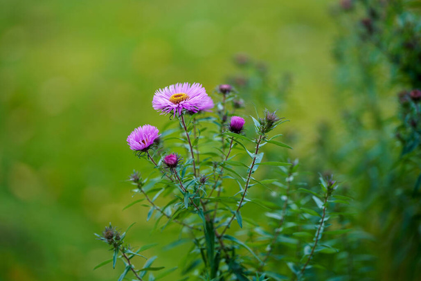 purpurowe jesienne kwiaty na zielonym tle z efektem rozmycia, neurtral abstrakcyjny wzór tekstury - Zdjęcie, obraz