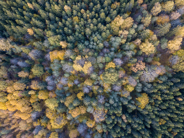 herfst bos uitzicht van drone camera. boom gekleurde bladeren in abstract patroon - Foto, afbeelding