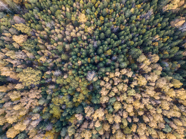 Φθινοπωρινή θέα στο δάσος από κάμερα. φύλλα χρώματος δέντρου σε αφηρημένο μοτίβο - Φωτογραφία, εικόνα