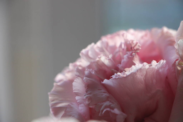 rosa Blumen Nahaufnahme - Foto, Bild