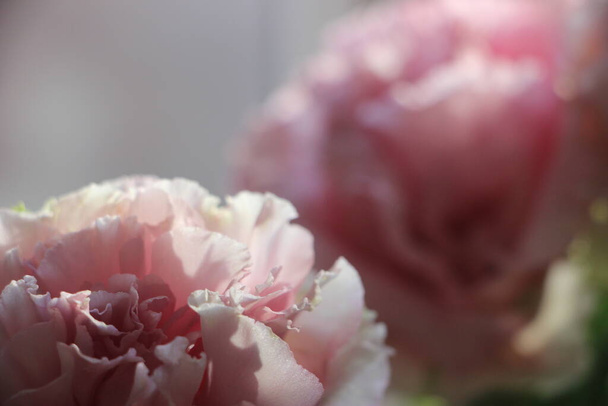 rosa Blumen Nahaufnahme - Foto, Bild