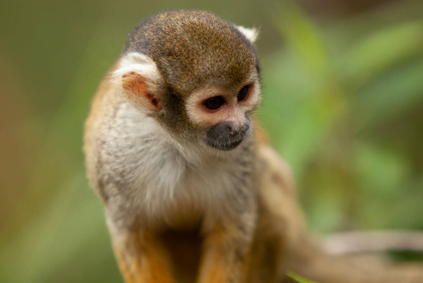 close up of small monkey on tree branches looking around - Foto, Bild