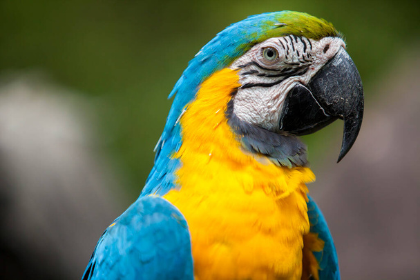 Згорніть портрет жовтого і синього еквадорського папуги в Гуаякілі. - Фото, зображення