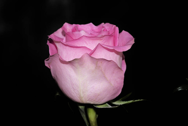 piękny kwiat róży na ciemnym tle, koncepcja lato, widok z bliska   - Zdjęcie, obraz