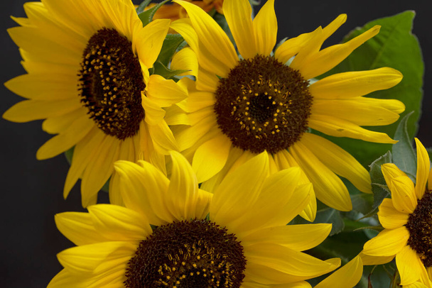 beautiful sunflowers on dark background, summer concept, close view   - Photo, Image