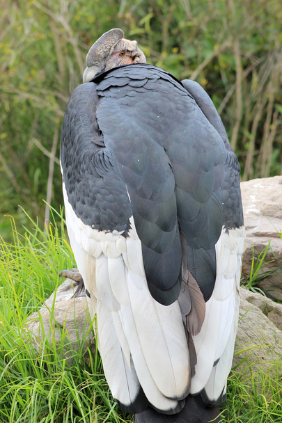 Male Andean Condor Looking Over Shoulder - Photo, Image
