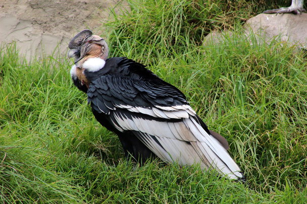Male Andean Condor on Grass - Photo, Image