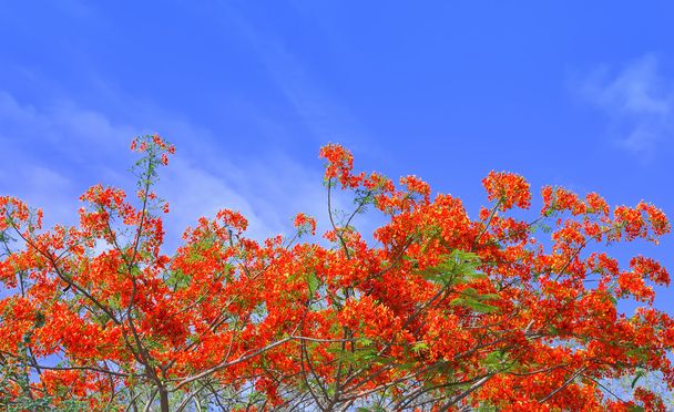 Beautiful peacock flowers with blue sky,Thailand - Photo, Image