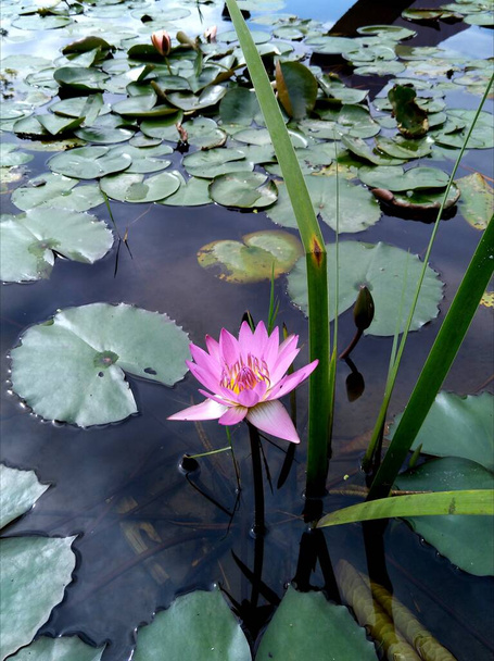 beautiful lotus flower in the pond - Photo, image