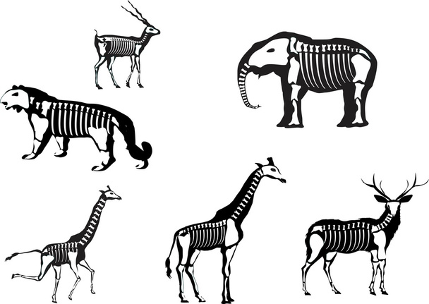 векторный набор животных - Вектор,изображение