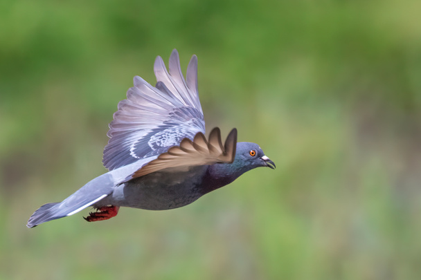 Immagine di piccione che vola sullo sfondo della natura. Uccelli, Animali. - Foto, immagini