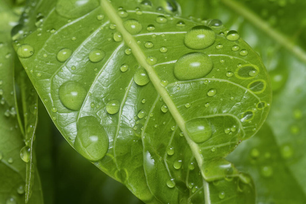 muchas gotas de agua en la superficie de las hojas verdes - Foto, Imagen