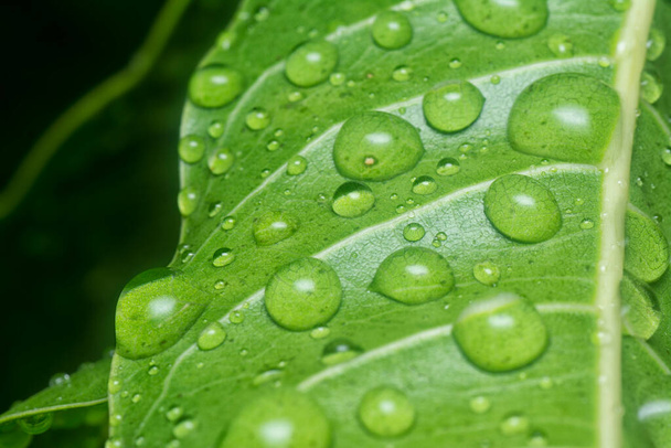 many waterdrops on the surface of green leaves - Foto, Imagen