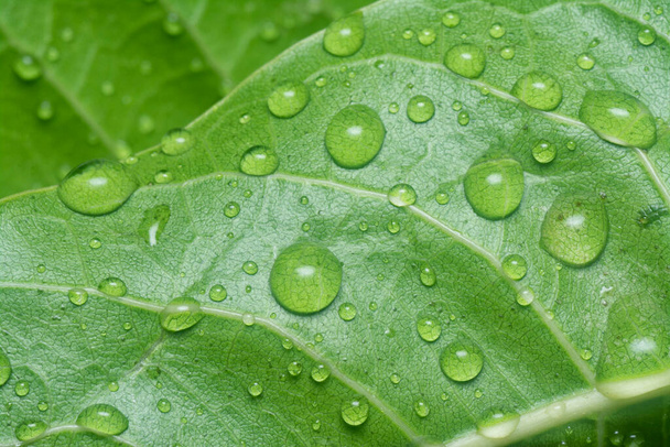 muchas gotas de agua en la superficie de las hojas verdes - Foto, imagen