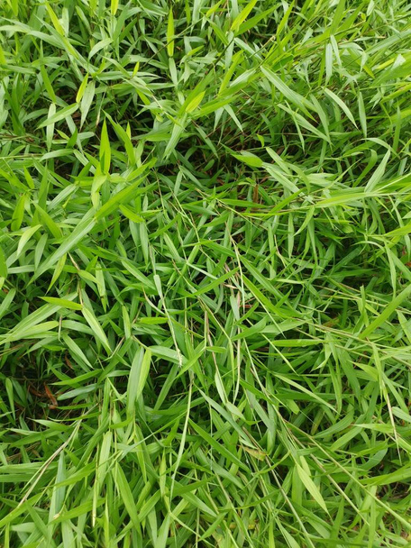 vad zöld bokros cyrtococcum patens fű - Fotó, kép