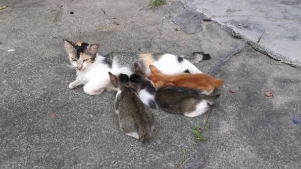 домашні вуличні коти, що відпочивають на землі
 - Кадри, відео