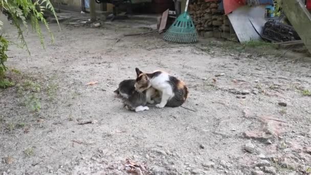 домашні вуличні коти, що відпочивають на землі
 - Кадри, відео