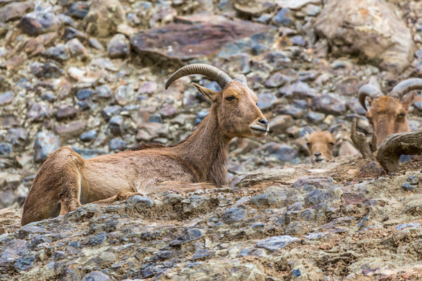 West caucasian tur goat in nature. - Photo, Image