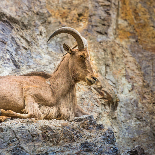 West caucasian tur goat in nature. - Foto, Bild
