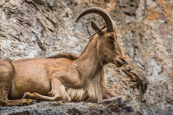 West caucasian tur goat in nature. - Фото, изображение