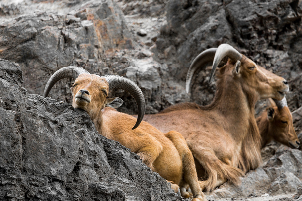Nyugat-kaukázusi kecske kecske a természetben. - Fotó, kép