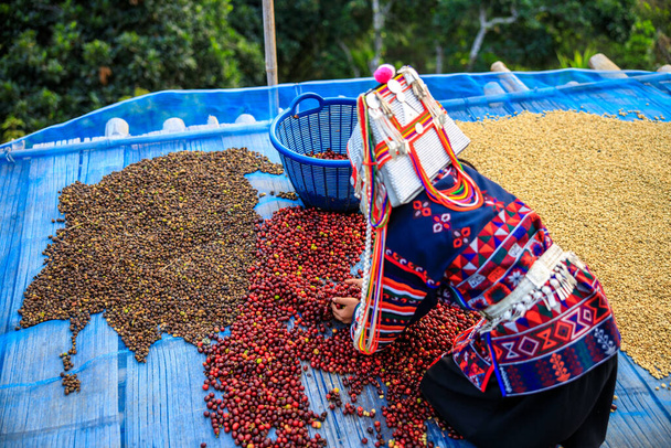 Το κορίτσι της φυλής Χιλ μαζεύει αποξηραμένους κόκκους καφέ σε ένα καλάθι. - Φωτογραφία, εικόνα