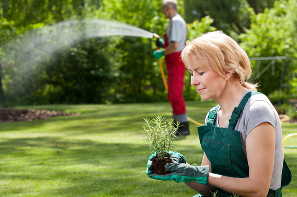 Gardeners plant flowers and watering grass - Foto, immagini