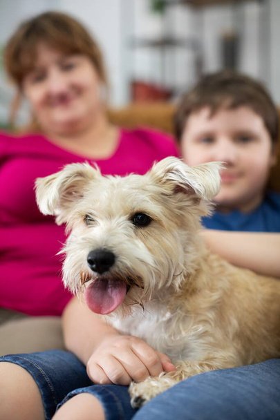 A child holds a shaggy dog in his lap. The dog has its mouth open and its tongue sticking out. - Foto, immagini