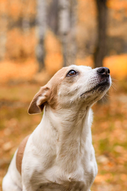Jack Russell is a terrier, a small dog in the open air. Close-up. - 写真・画像