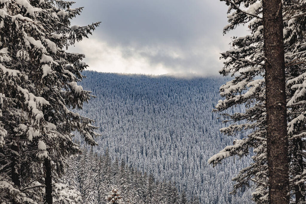 Las sosnowy pokryty śniegiem w mroźną zimę - Zdjęcie, obraz