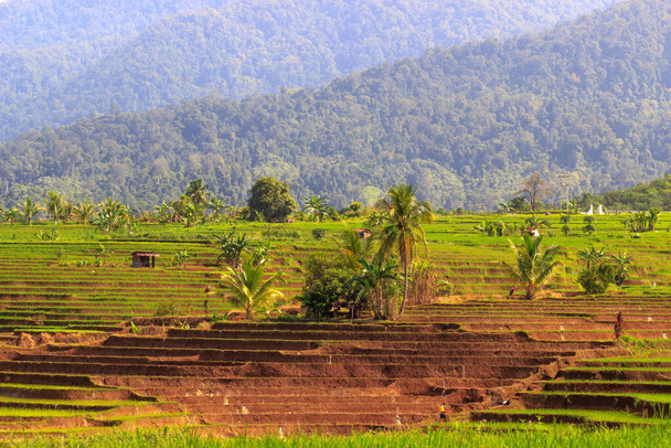 panorámás kilátás nyílik a reggelre hegyekkel és rizs teraszok vonal - Fotó, kép