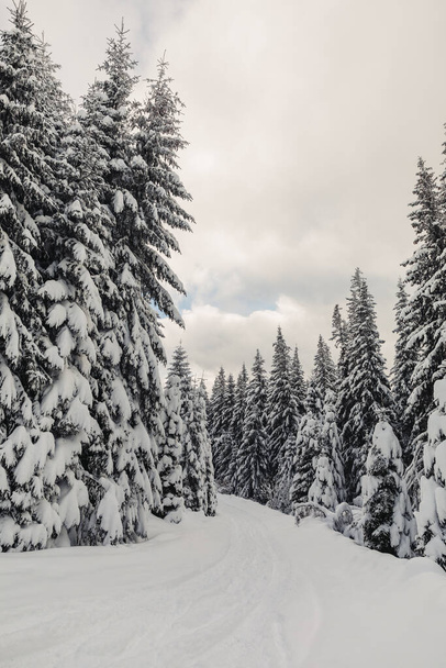 A winter landscape with pine forest up in the mountains with a very large layer of snow - Foto, Imagem