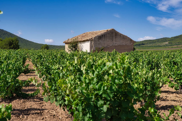 A beautiful rural landscape with a cottage and vineyards - Foto, Imagen