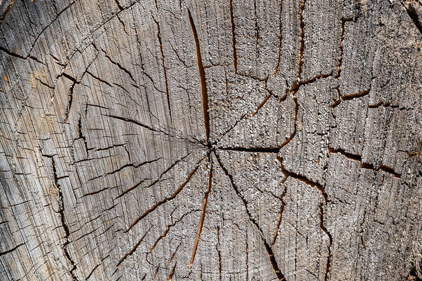 de textuur van een oude gezaagde boom - Foto, afbeelding