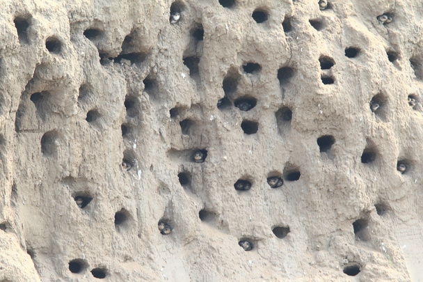 O buraco de nidificação de Sand Martin (Riparia riparia) no norte da China
 - Foto, Imagem