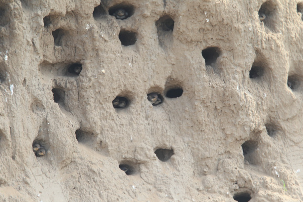 北中国で砂のマーティンのネスティング穴 (サンドマーティンショウドウツバメ) - 写真・画像