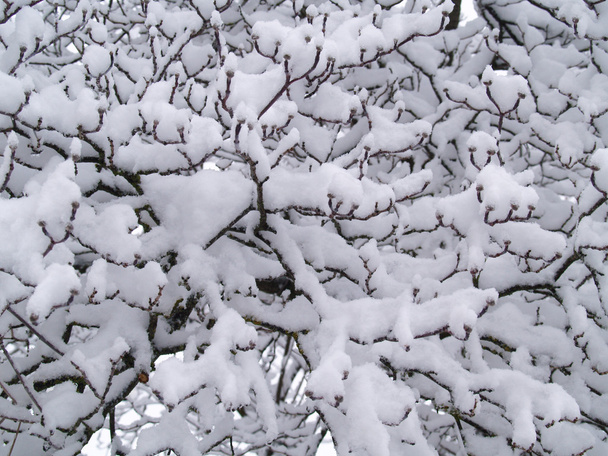 Rami di alberi nudi coperti di neve in inverno
 - Foto, immagini