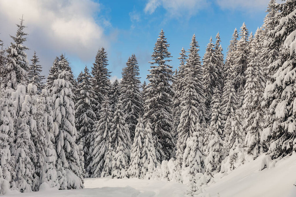 A winter landscape with pine forest up in the mountains with a very large layer of snow - 写真・画像