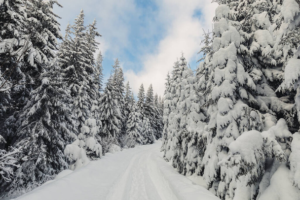 Talvi maisema mäntymetsä ylös vuorilla erittäin suuri kerros lunta - Valokuva, kuva