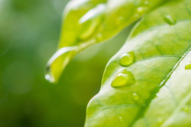 капли дождевой воды на зеленый лист крупным планом природного фона - Фото, изображение