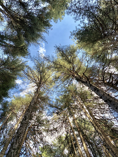 A low angle shot of a pine forest under the blue sky - Fotoğraf, Görsel