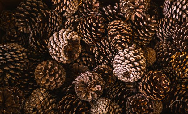 A top view shot of a bunch of red pines on top of each other - 写真・画像