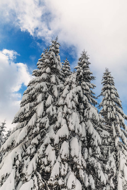 Een dennenbos bedekt met sneeuw in de winter - Foto, afbeelding