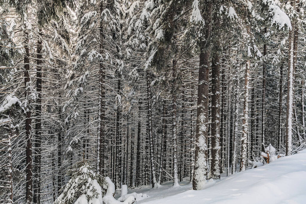 Un paisaje invernal con bosque de pinos en las montañas con una capa muy grande de nieve - Foto, imagen