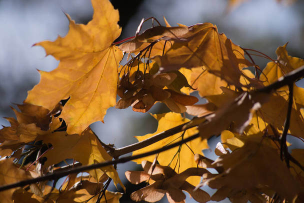 Veelkleurige herfst esdoorn bladeren als achtergrond. - Foto, afbeelding