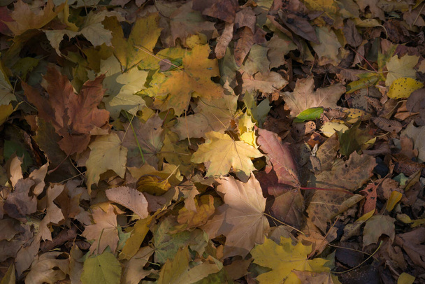 Multicolored autumn maple leaves as background. - Photo, Image