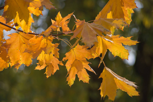 Різнокольорові осінні кленові листя як фон
. - Фото, зображення