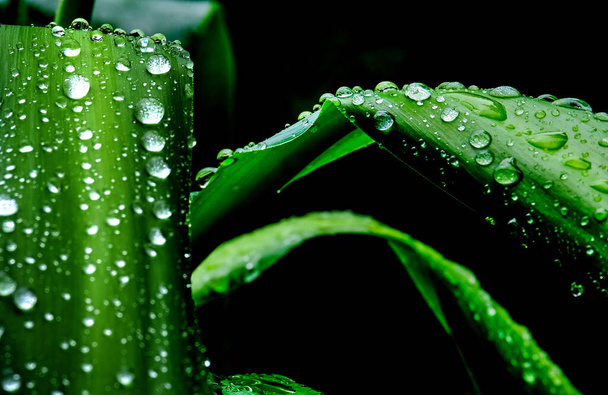 A macro shot of a water drops on a fresh shiny green leaves after the rain - Foto, immagini