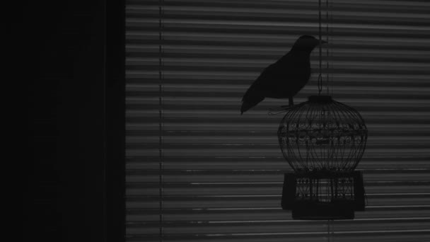 η σιλουέτα του μαύρου κορακιού που κάθεται στο κλουβί στο σκοτάδι. Αρνητικός χώρος - Πλάνα, βίντεο